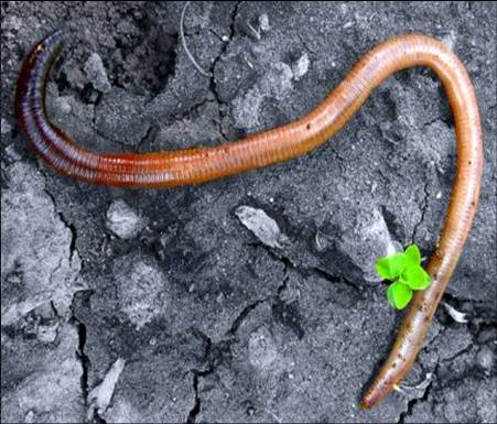 earthworm earthworm