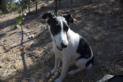 terrier-in-vineyard