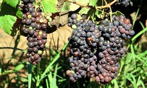 Tinta Negra Mole grapes in Madeira