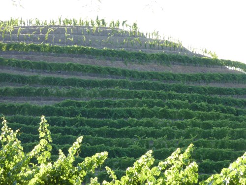 Terraced Vineyard