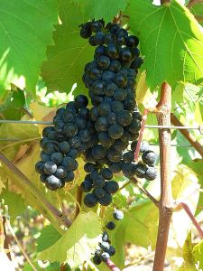 Marechal_foch_cluster