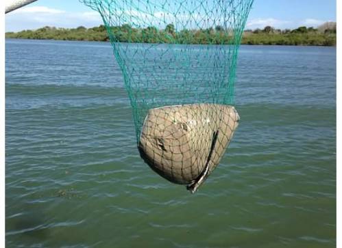 We also did some fishing off the pier at my folks' place.  Here is a skate my Uncle caught.