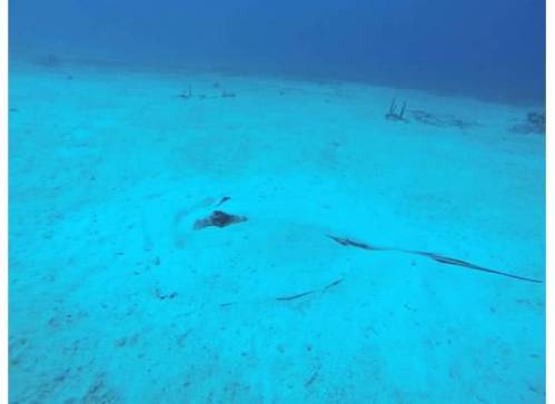 Southern Stingrays are also a very common sight on these dives.